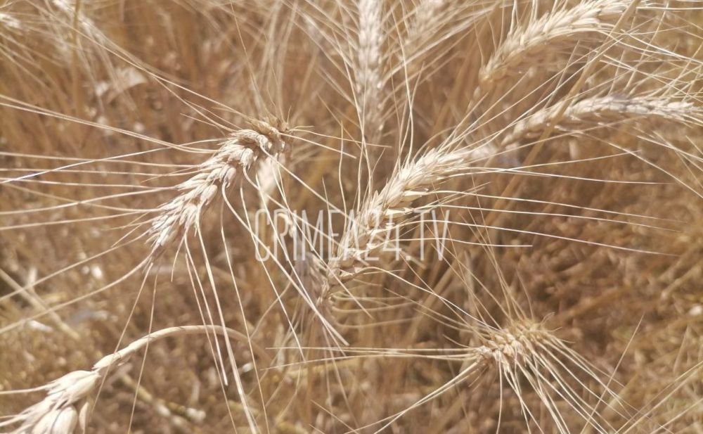 Крым получит 54 млн рублей для возмещения части затрат аграриев на производство зерна