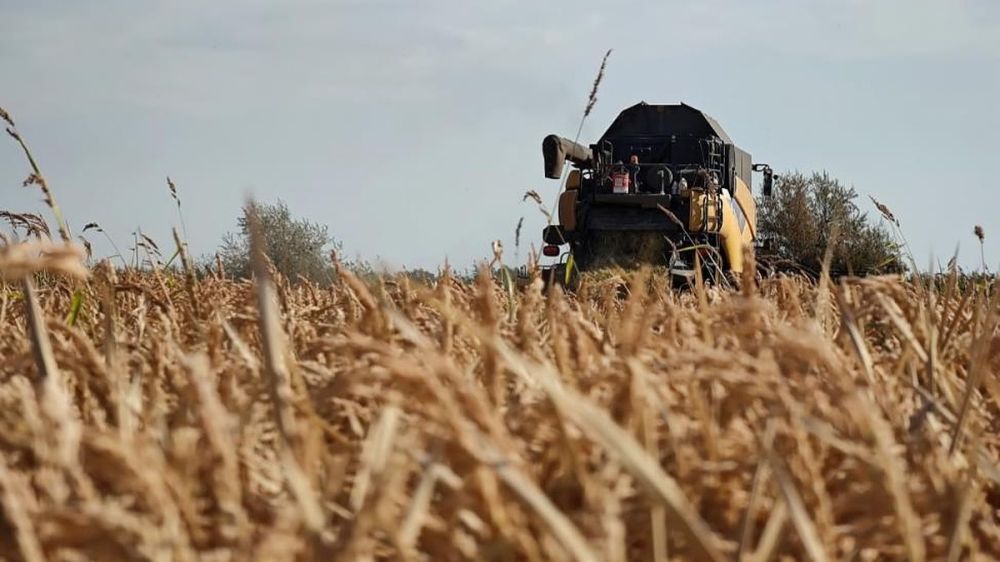 В Крыму планируют собрать 4 тысячи тонн риса