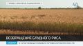 На территории Крыма спустя 8 лет стартовала уборка риса