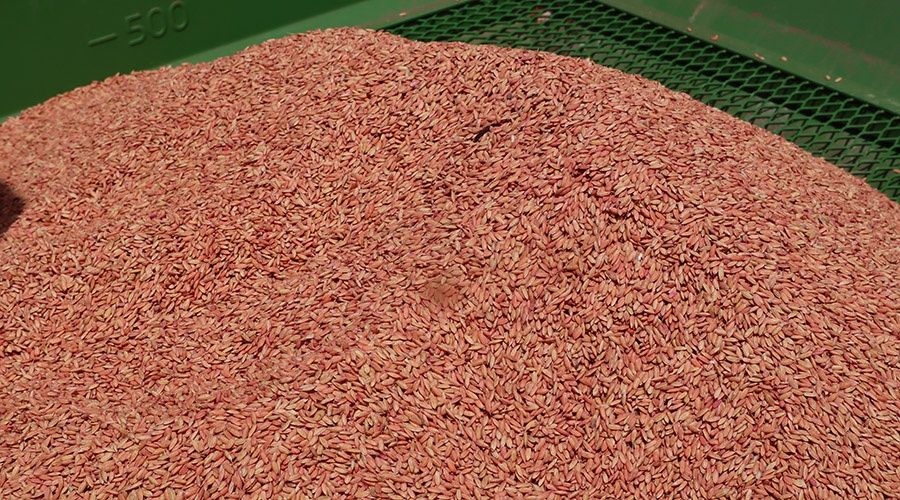 Аграрии Крыма рассчитывают собрать около 4 тысяч тонн риса