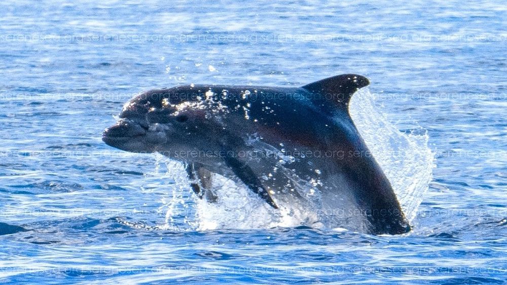 У берегов Севастополя плавает дельфин с обезображенной головой