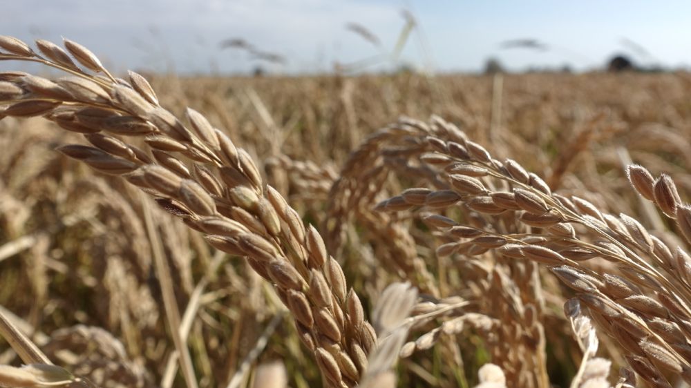 Минсельхоз РК: В Крыму стартовала уборка риса, посеянного впервые за 8 лет