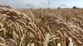 Алиме Зарединова: В Крыму стартовала уборка риса, посеянного впервые за 8 лет