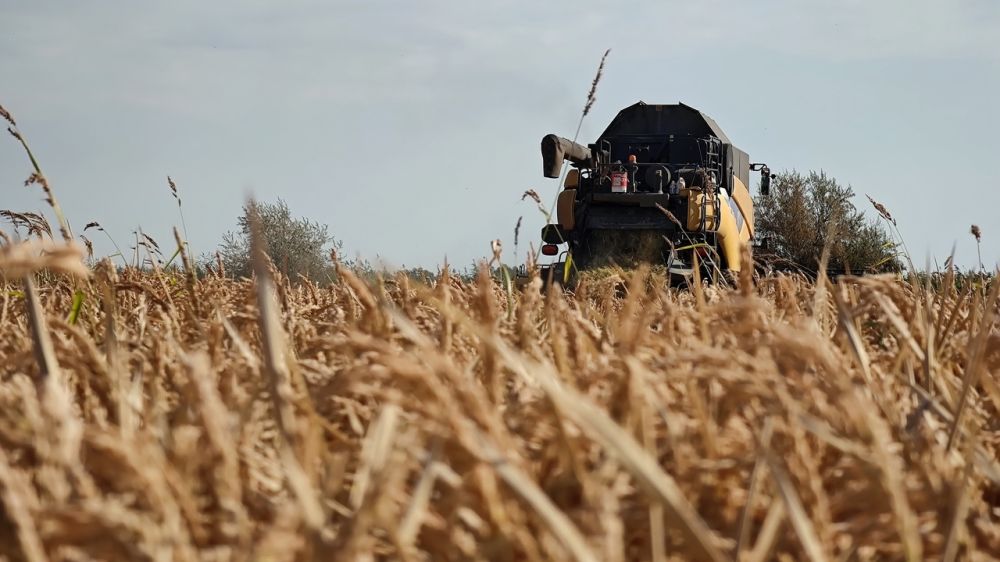 Ожидается, что урожай риса в Крыму составит порядка 4 тысяч тонн – Сергей Аксёнов