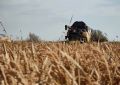 В Крыму сегодня начнут убирать рис