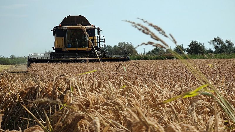 В Крыму впервые за восемь лет началась уборка риса