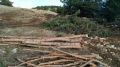 Под Севастополем незаконно вырубили более 400 деревьев