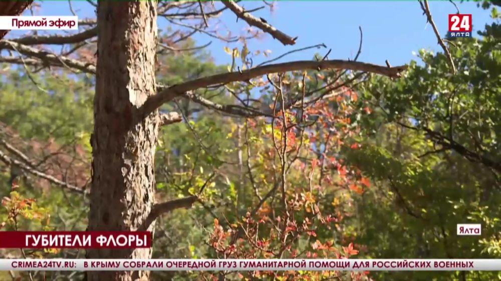 На Южном берегу Крыма сотрудники Россельхознадзора отобрали пробы заражённых растений