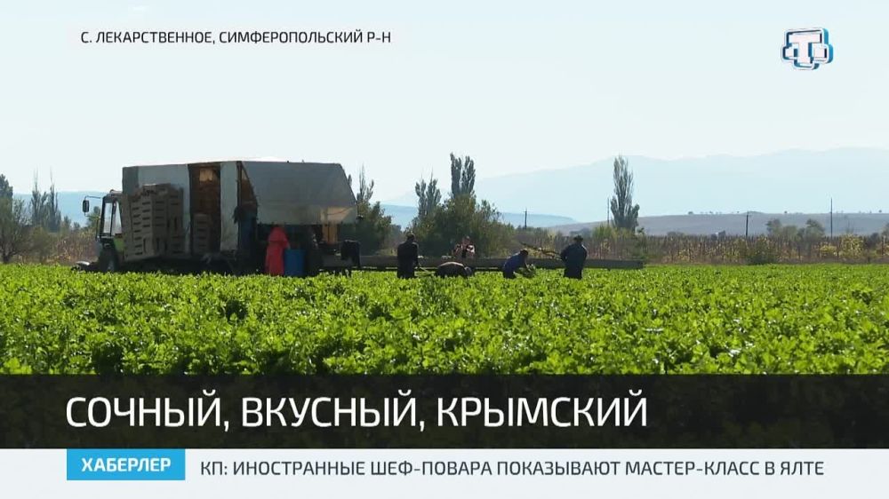 В Крыму стартовал сбор позднего сельдерея