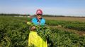 Алиме Зарединова: В Крыму приступили к уборке поздних овощных культур открытого грунта