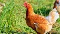 Ветеринарные специалисты ГБУ РК «Нижнегорский районный ВЛПЦ» продолжают вакцинацию домашней птицы против болезни Ньюкасла