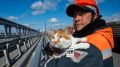 Знакомые все лица: кот Мостик оценил ремонт Крымского моста