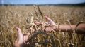 В Крыму на 33,5% увеличилась урожайность зерновых и зернобобовых культур
