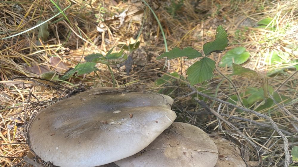Госкомветеринарии информирует о проведении ветеринарно-санитарной экспертизы грибов
