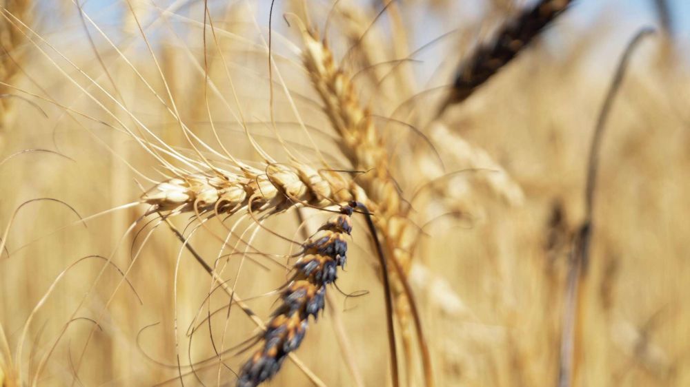 Россия приостанавливает участие в зерновой сделке - Минобороны