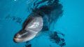 Полиция Севастополя разбирается в инциденте с выбросом дельфинов в море