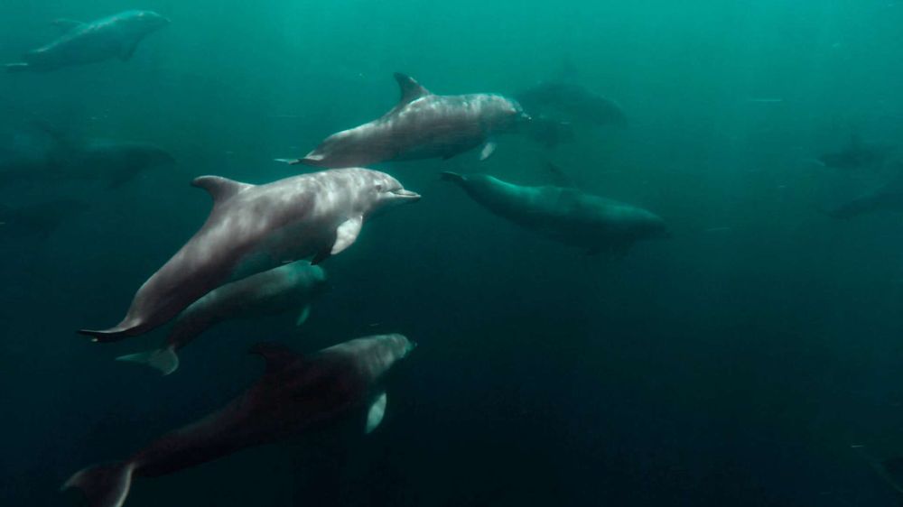 Дело о дельфинах в Севастополе – возбуждено уголовное дело