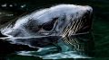 Из скандального дельфинария в Севастополе изъяли морских котиков