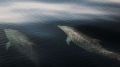 Биолог оценил шансы севастопольских дельфинов на выживание в море