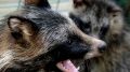 Зубков эвакуирует в Крым херсонский зоопарк