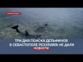 Три дня поиска выброшенных дельфинов в Севастополе результата не дали