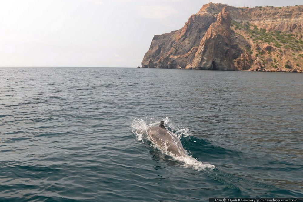 Выпущенные в море дельфины живы — их поиски продолжаются