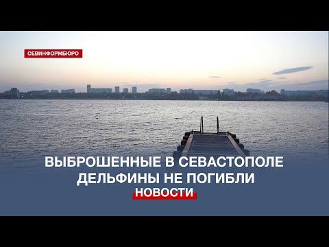 Власти Севастополя: достоверно известно, что выброшенные дельфины не погибли