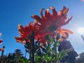 Гости Никитского сада могут придумать название для новых сортов хризантем