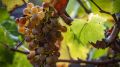 На Кубани урожай винограда достиг исторического максимума в 2022 году