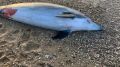 Мертвый дельфин, найденный под Севастополем, оказался не из дельфинария «Флиппер»