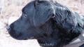 Собака по кличке Сарделя, участвовавшая в спецоперации, ищет потерявшуюся девочку в Крыму