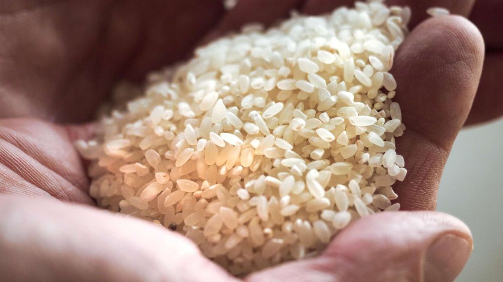 В Крыму начали продавать местный рис впервые за восемь лет