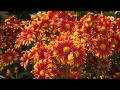 В Никитском ботаническом саду проходит традиционный Бал хризантем
