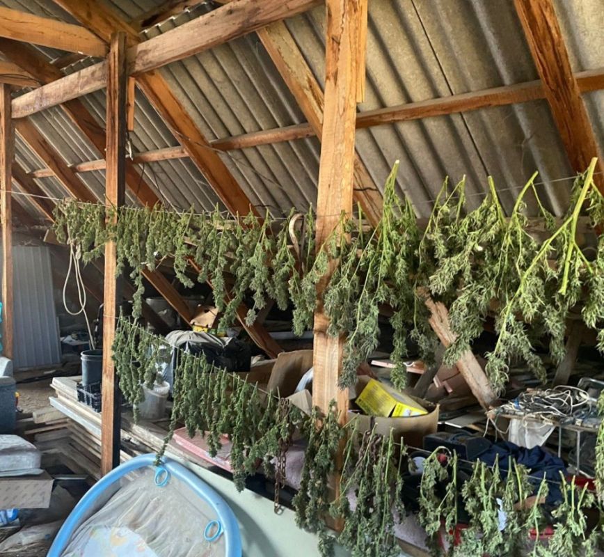 У жителя Бахчисарая нашли 3 килограмма марихуаны