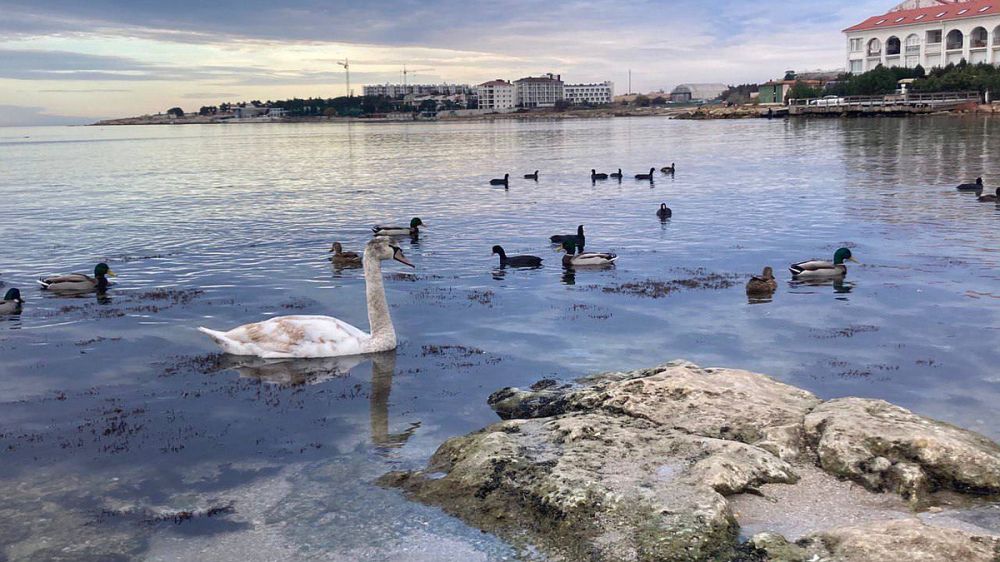 В Севастополь на зимовку прилетели лебеди
