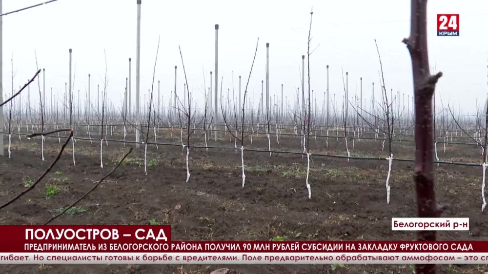 Предприниматель из Белогорского района получил 90 млн рублей субсидий на закладку фруктового сада