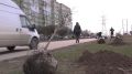 В Симферополе в рамках компенсационного озеленения продолжается высадка деревьев
