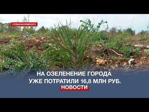 В этом году на озеленение Севастополя уже потратили 16,8 млн рублей