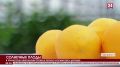 В крымском лимонарии провели первую формировку деревьев
