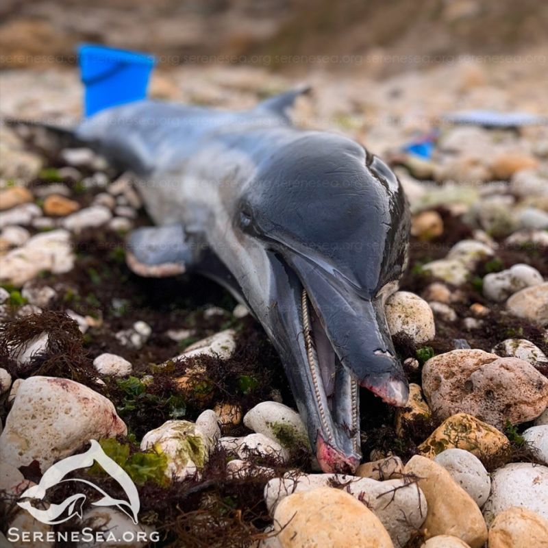 У берегов Крыма нашли трёх истощенных и раненых дельфинов