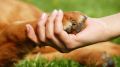 Внесены изменения в Федеральный закон об ответственном обращении с животными