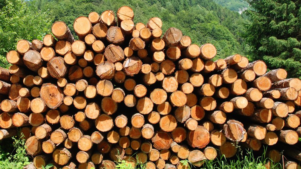 Минприроды Крыма информирует о ценах на реализуемые дрова на 2022-2023 год и сообщает об изменениях в действующем законодательстве