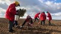 В Крыму высадили около 6 тысяч дубов и ясеней
