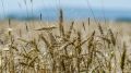 Сельскохозяйственная отрасль Крыма получит 29,8 млн рублей из резервного фонда Правительства РФ – Сергей Аксёнов