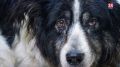 В следующем году в Симферополе могут появиться восемь площадок для выгула собак