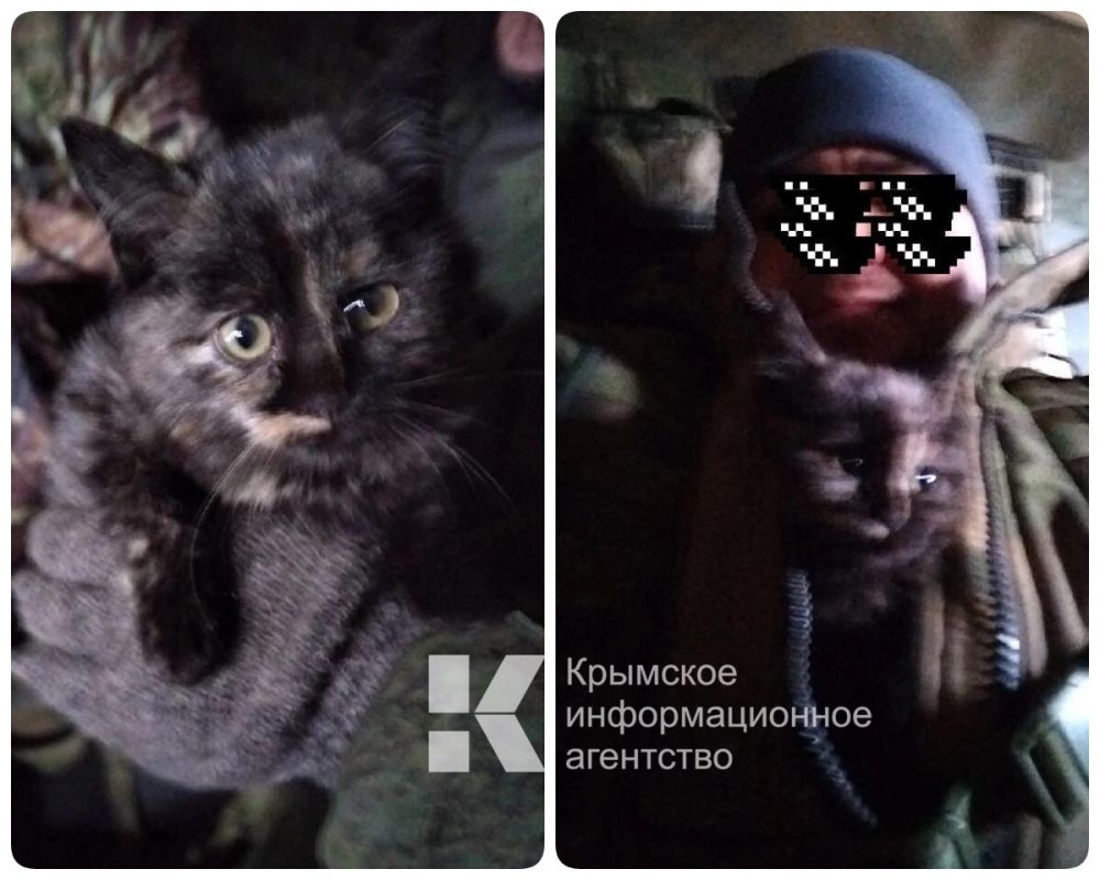 Крымский боец в зоне СВО завел кота Джанкоя