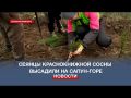 В Севастополе высадили 900 сеянцев краснокнижной сосны пицундской