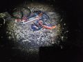 На севере Крыма легковушка насмерть сбила велосипедиста