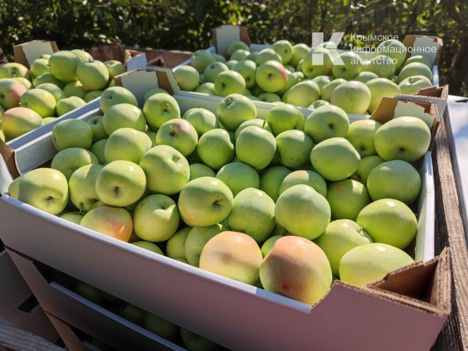 В Крыму сторож сада украл 200 килограммов яблок