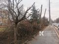 На улице Воровского в Симферополе обрили деревья